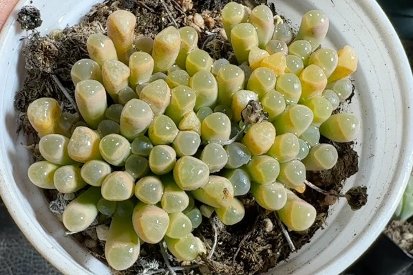 五十铃玉怎么养殖，生长期每天要接受3-4小时的直射光