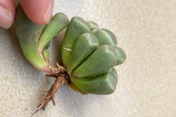 五十铃玉怎么养殖，生长期每天要接受3-4小时的直射光