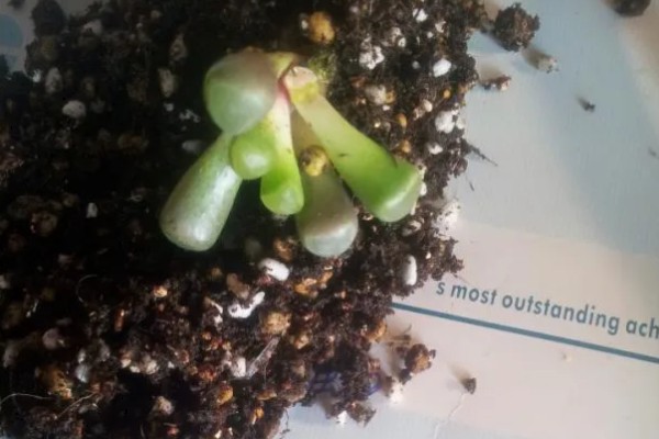 五十铃玉怎么养殖，生长期每天要接受3-4小时的直射光