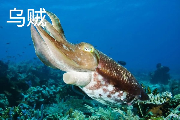 乌贼与章鱼的区别，科属与腕足均不同