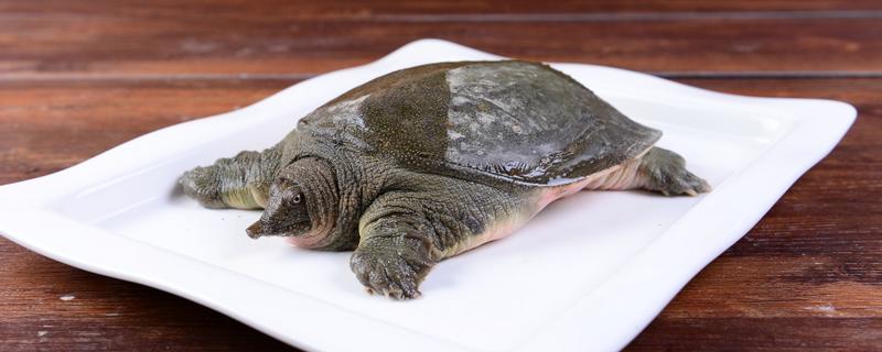 甲鱼一晚上没水会不会死，不会死亡