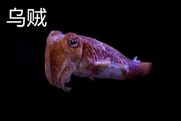 乌贼与章鱼的区别，科属与腕足均不同