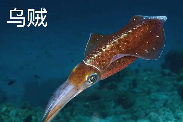 乌贼与章鱼的区别，科属与腕足均不同