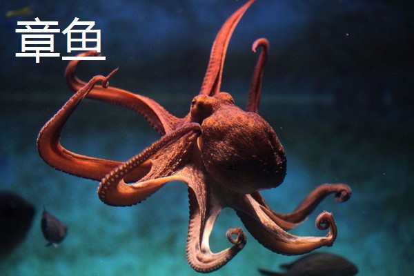 乌贼与章鱼的区别，科属与腕足均不同