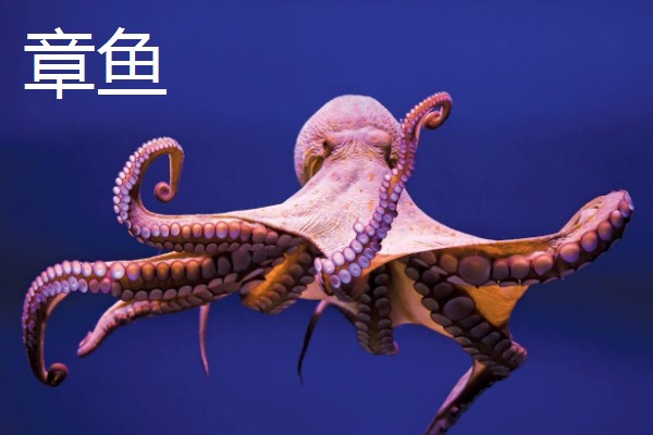 乌贼与章鱼的区别，科属与腕足均不同