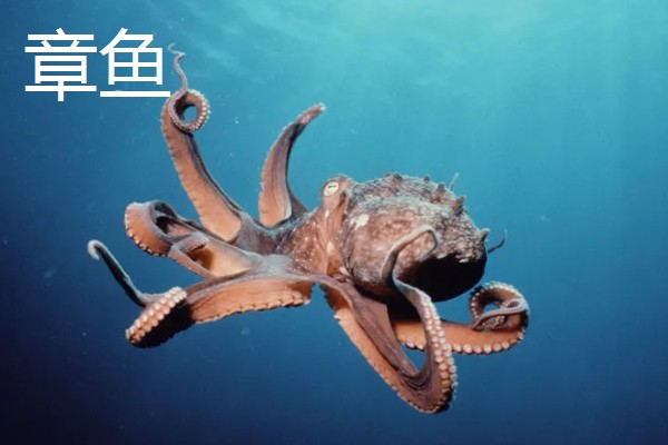 乌贼与章鱼的区别，科属与腕足均不同