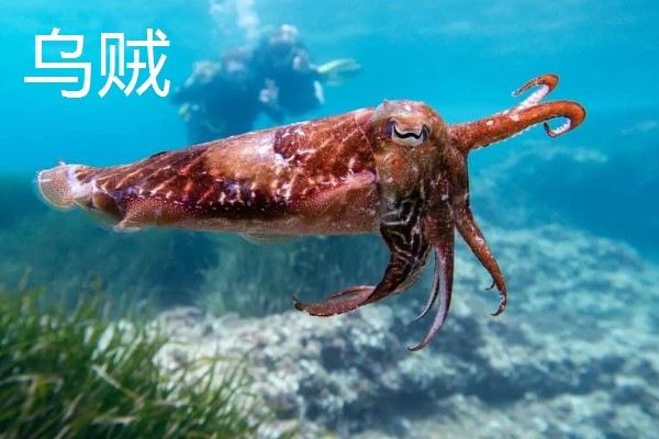 乌贼与章鱼的区别，科属与腕足均不同