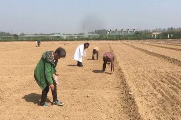 人参种子怎么种植，通常在春季4月份播种