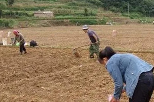 人参种子怎么种植，通常在春季4月份播种