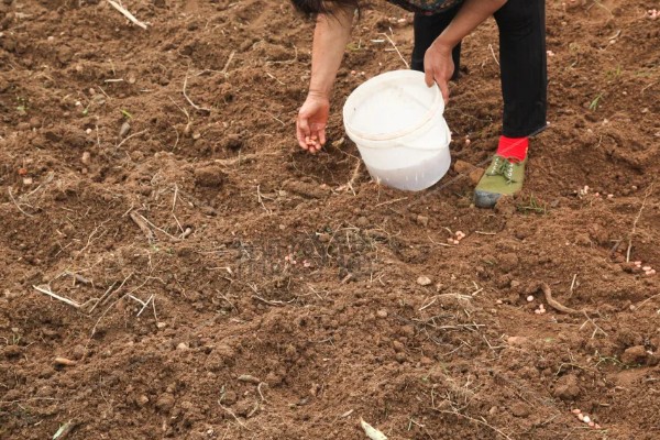人参种子怎么种植，通常在春季4月份播种