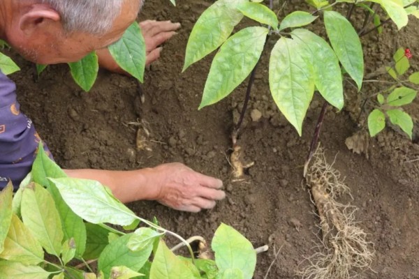 人参种子怎么种植，通常在春季4月份播种