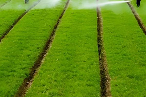 农业有哪些分类,可以分为种植业、畜牧业、林业等