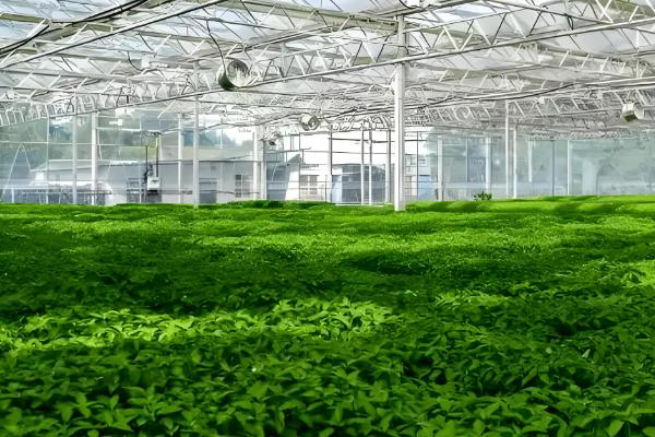 农业有哪些分类,可以分为种植业、畜牧业、林业等