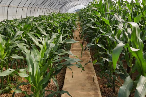 农业有哪些分类,可以分为种植业、畜牧业、林业等