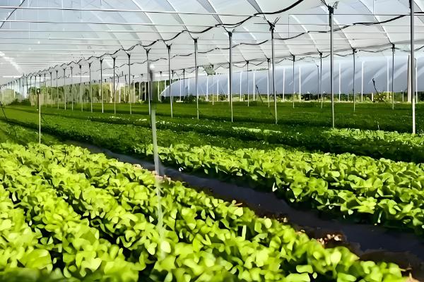 农业有哪些分类,可以分为种植业、畜牧业、林业等