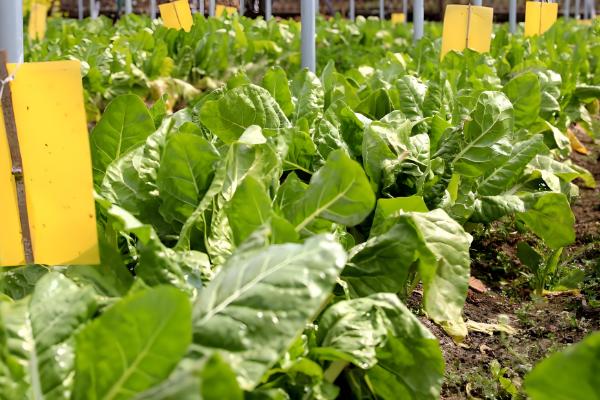 农业有哪些分类,可以分为种植业、畜牧业、林业等