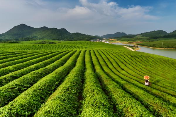 农业有哪些分类,可以分为种植业、畜牧业、林业等