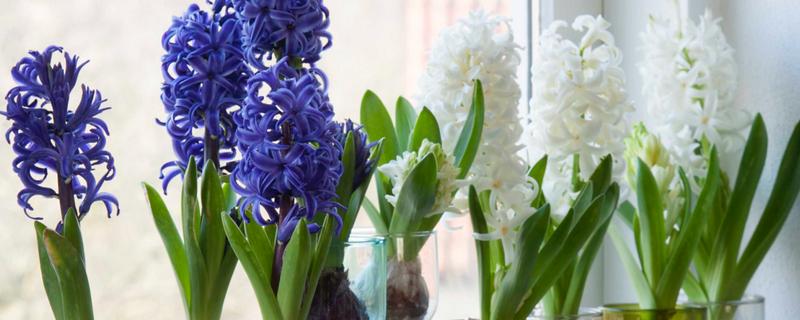 风信子夏季怎么水培，每隔5天换一次水