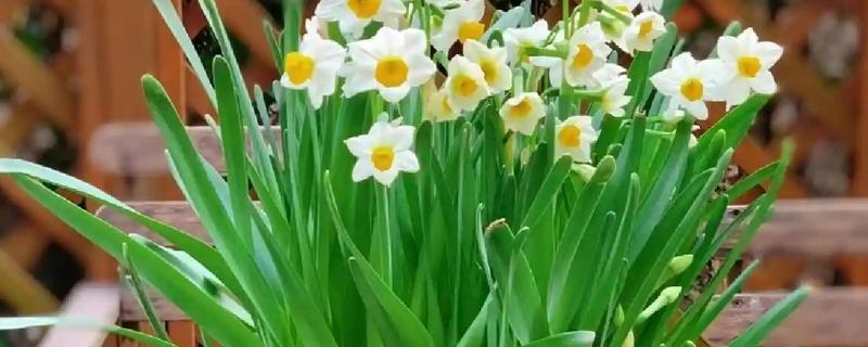 养殖水仙花的方法，夏季高温时每天浇水1-2次