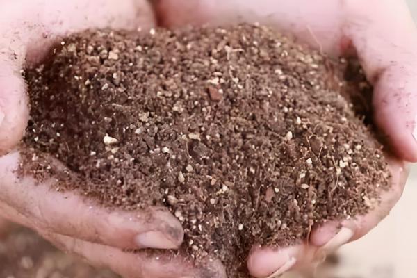 怎么养殖茶花，土壤偏微酸性有利于它生长