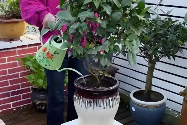 怎么养殖茶花，土壤偏微酸性有利于它生长