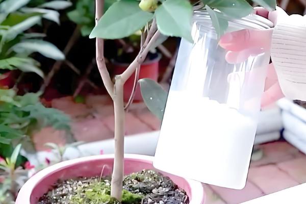 怎么养殖茶花，土壤偏微酸性有利于它生长