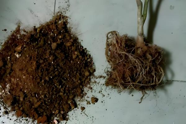 怎么养殖茶花，土壤偏微酸性有利于它生长