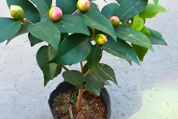 怎么养殖茶花，土壤偏微酸性有利于它生长