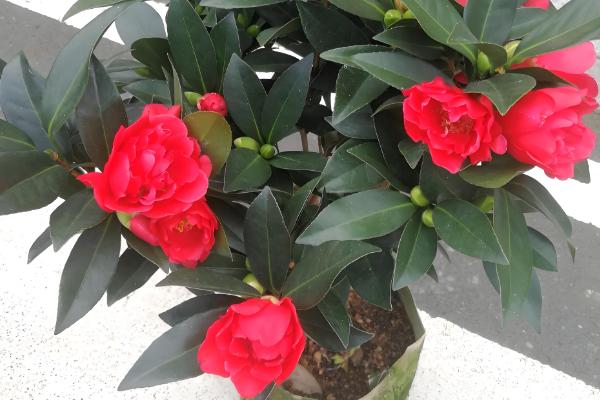 怎么养殖茶花，土壤偏微酸性有利于它生长