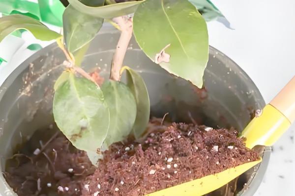 怎么养殖茶花，土壤偏微酸性有利于它生长