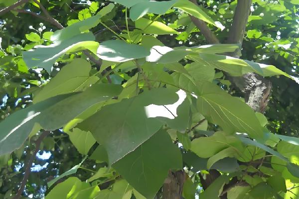 梓木是哪种树木,是樟科檫木属的落叶乔木