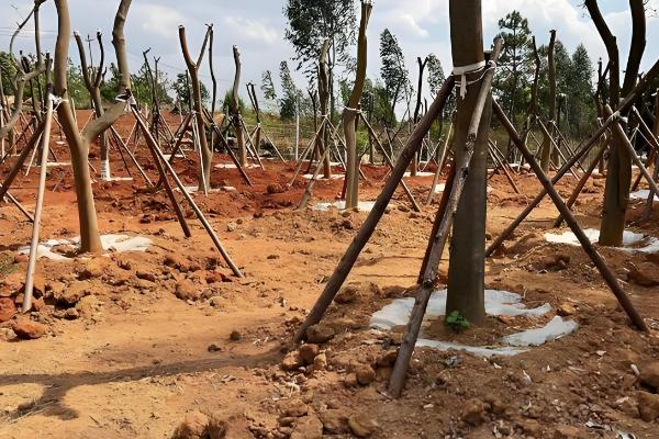 梓木是哪种树木,是樟科檫木属的落叶乔木