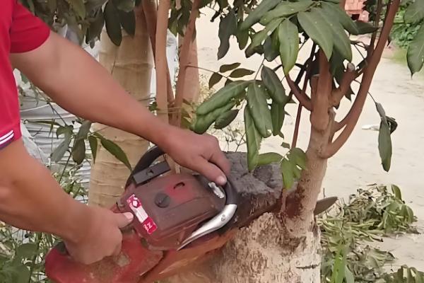 梓木是哪种树木,是樟科檫木属的落叶乔木