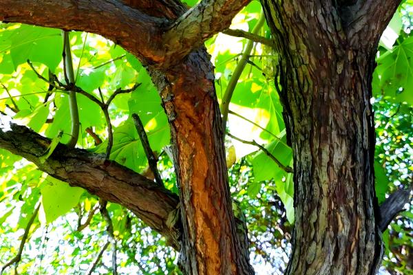 梓木是哪种树木,是樟科檫木属的落叶乔木