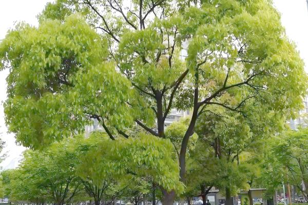 梓木是哪种树木,是樟科檫木属的落叶乔木