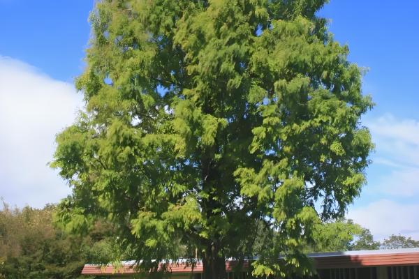 梓木是哪种树木,是樟科檫木属的落叶乔木