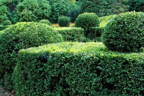 梓木是哪种树木,是樟科檫木属的落叶乔木