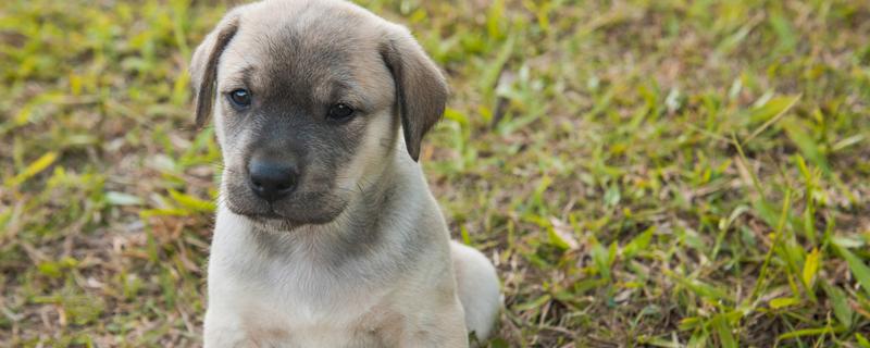拉布拉多的人工养殖方法，要少食多餐喂养