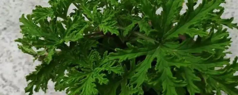 哪些植物可以驱蚊，驱蚊草、夜来香等品种都有驱蚊效果