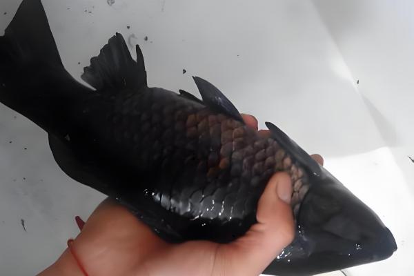 鲫鱼的常见品种，包括黑鲫、银鲫等类型