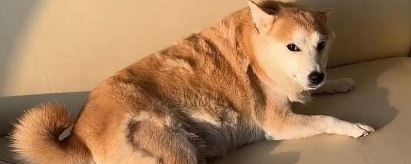 夏天狗狗掉毛很厉害怎么办，需要剃毛治疗