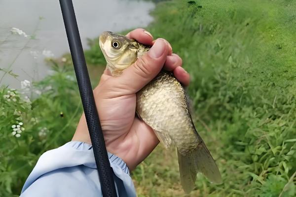 鲫鱼的常见品种，包括黑鲫、银鲫等类型