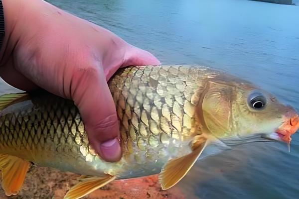 鲫鱼的常见品种，包括黑鲫、银鲫等类型