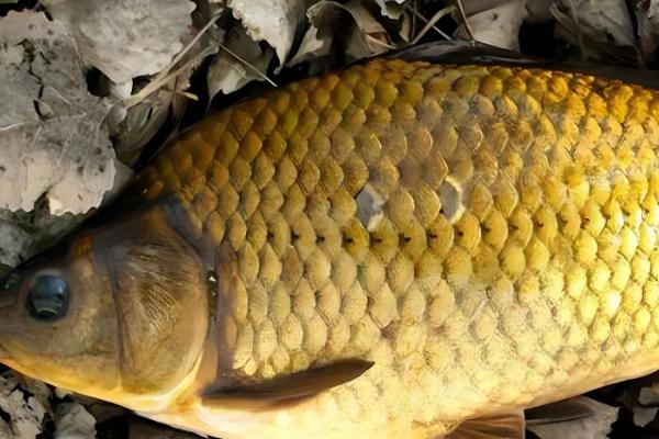 鲫鱼的常见品种，包括黑鲫、银鲫等类型