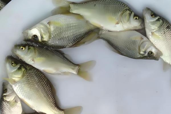 鲫鱼的常见品种，包括黑鲫、银鲫等类型