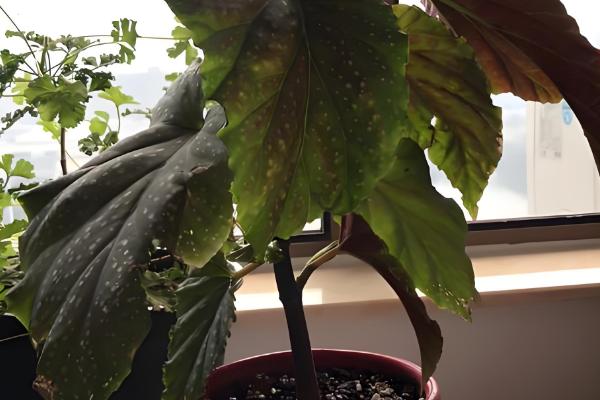 让银星秋海棠开花的方法，每天要提供7-9小时的光照