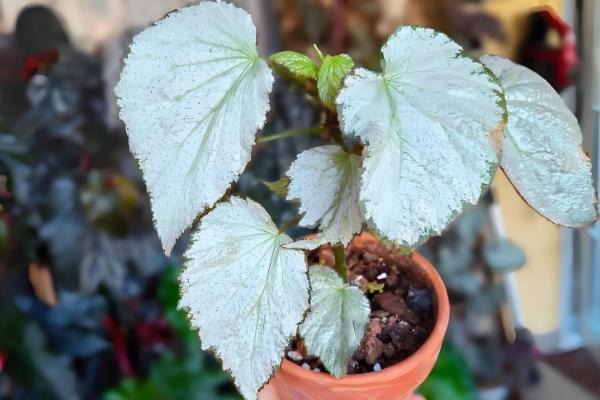 让银星秋海棠开花的方法，每天要提供7-9小时的光照