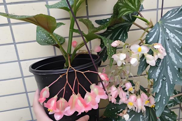 让银星秋海棠开花的方法，每天要提供7-9小时的光照