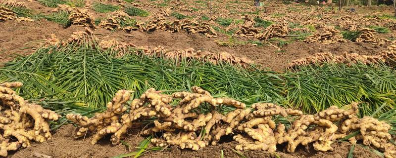 栽种生姜过多长时间才能出苗，经过20-30天左右会长出幼苗