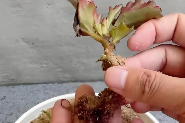 让银星秋海棠开花的方法，每天要提供7-9小时的光照